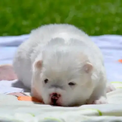 Femelles Pomsky À Réserver