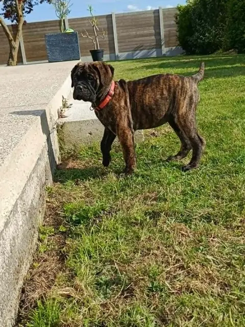 Bullmastiff  Bulma Du Domaine De Mc Queen photo 2