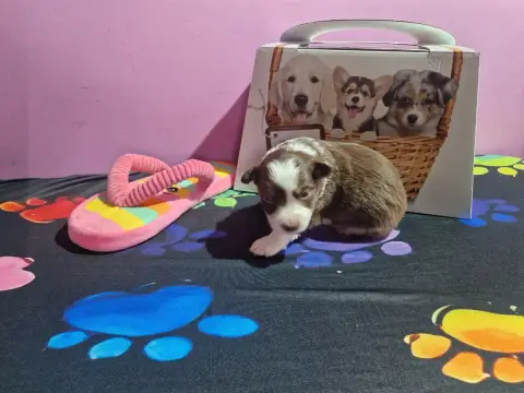 Berger Américain Miniature  Bianka Des Compagnons Du  f1360