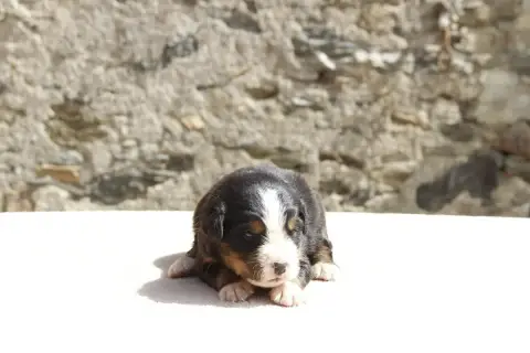 Bouvier Bernois  Chiot 4 De La Vallée De L'Hyrome