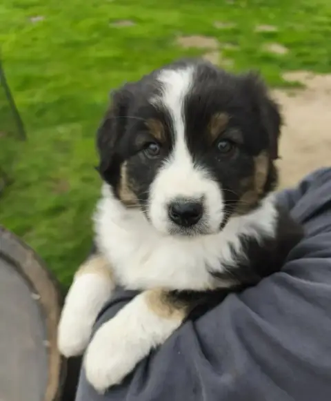 Berger Australien  Chiot N°3 De Besle Efy