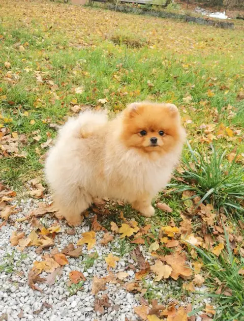 Spitz Allemand  Play Boy Nain Poméranien De La Beauté f85ee photo 3