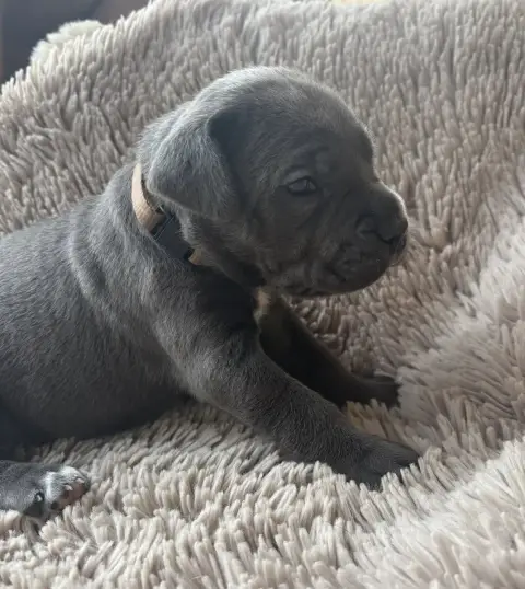 Cane Corso  Collier Marron Des Gardiens Des Sept Coll a1113