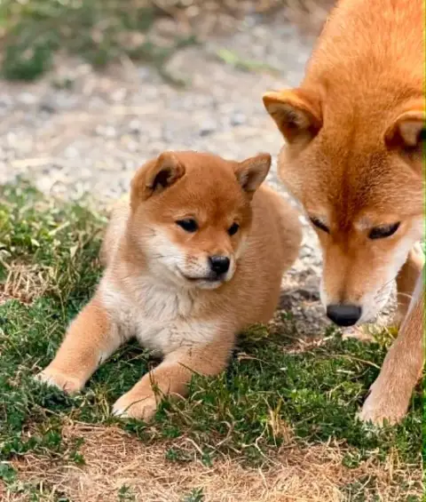 Shiba