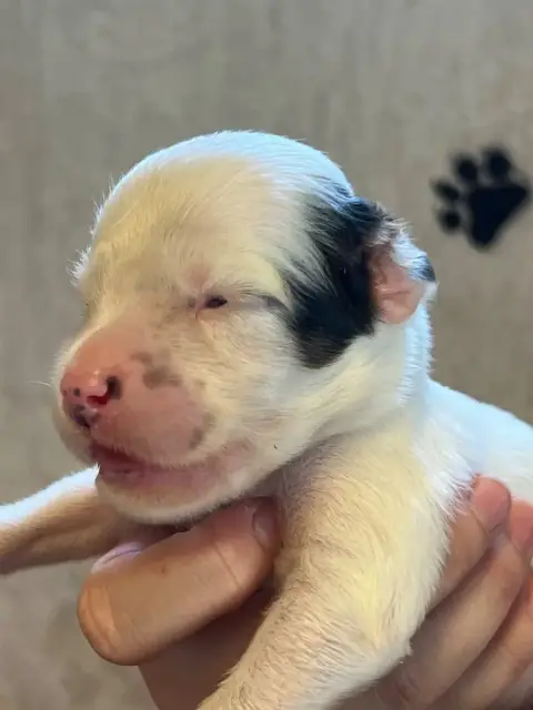 Setter Anglais  Chiot N°1 De Torlhak