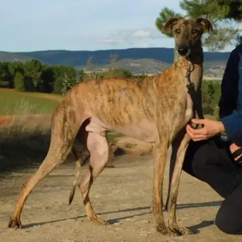 Thiago Jeune Galgo Magnifique Et Affectueux