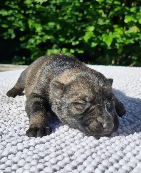Berger Allemand  Chiot 3 Des Trésors Du Maquis
