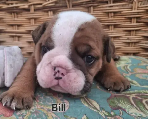 Bulldog Anglais  Bill Of Bulldog For Ever photo 2