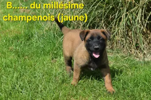 Berger Belge  B....... Du Millésime Champenois photo 3