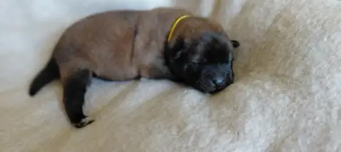 Eurasier  Mlle Jaune Des Brumes D'Enez