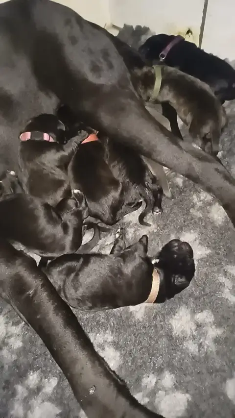 Cane Corso 
                        Noir Du Clos Des  53e96