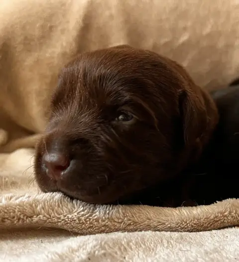 Labrador Retriever  Bountie