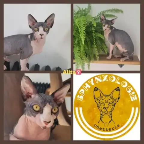 Adopter Femelle Sphynx Loof Noire Et Blanche (Entière)