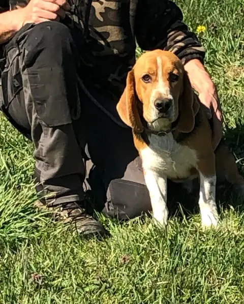 Beagle  Artus Des Ronciers Pourpres photo 3