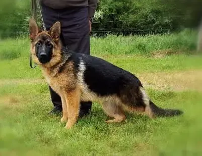 Berger Allemand  Anggun Du Val De La Houée