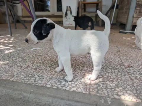 Parson Russell Terrier  Chiot N°2 Budawang photo 3