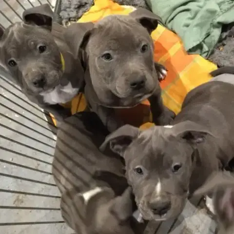 Chiot Américain Staffordshire Terrier A Vendre