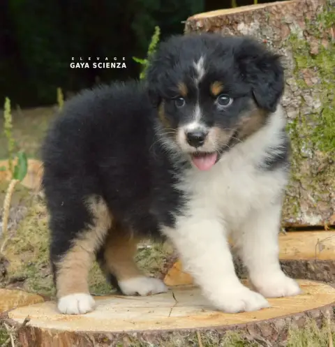 Berger Australien  Chiot N°2 Des Monts De La Gaya Sci e530f photo 2