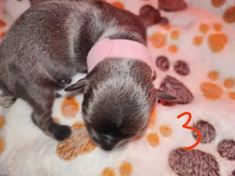 Chihuahua  Chiot 3 Du Gang Des Calinounoux