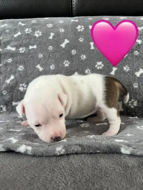 Staffordshire Bull Terrier  Chiot N°2 Du Centre Del M 85b29 photo 2