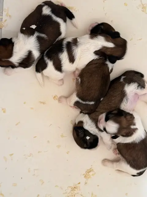 Shih Tzu  Chiot N°4 Du Moulin De Madjurie