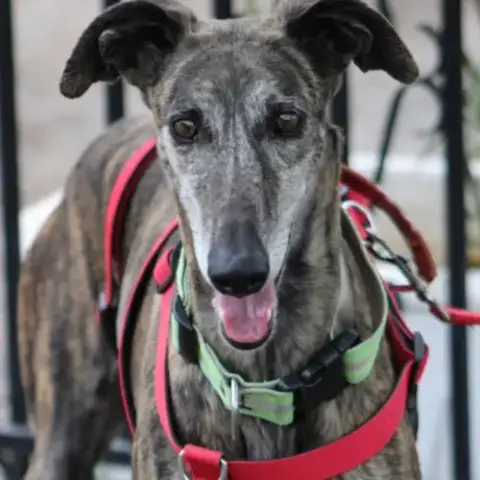 Chorrona, Douce Galga Majestueuse