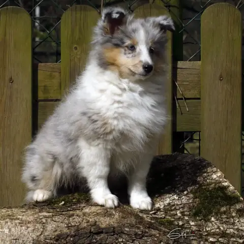 Shetland Sheepdog  Adiva Blue Du Cèdre Enchanté photo 2