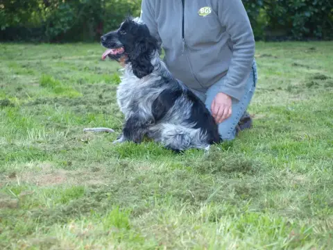 Cocker Spaniel Anglais  M3 -