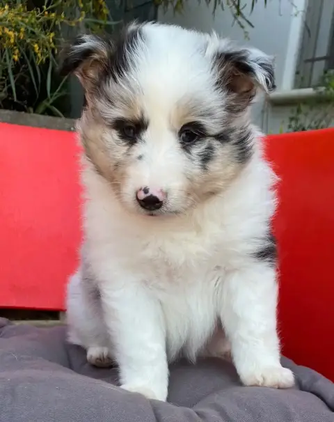 Shetland Sheepdog  Brise De Mer Of Surf Paradise photo 2