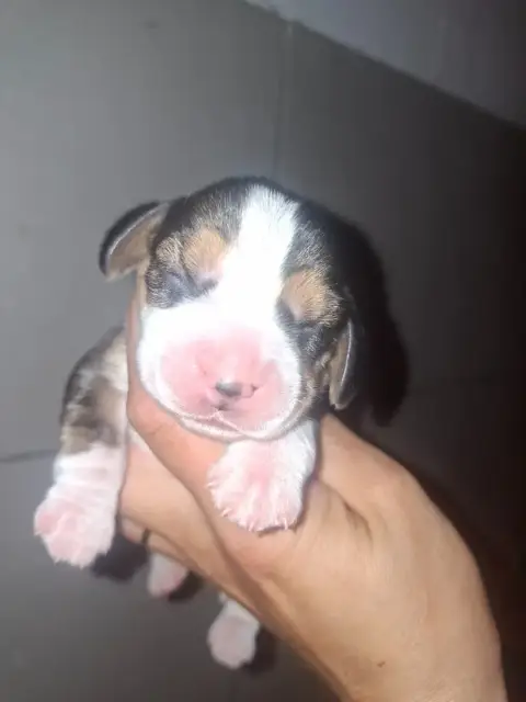 Beagle  Chiot 3 De La Vallée Du Grand Loup