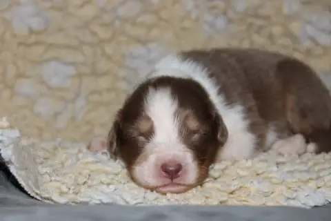 Berger Australien  Brune White Snow Sheperds