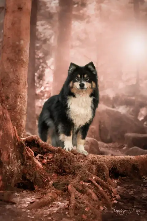 Chien Finnois De Laponie  Chiot 7 Domaine De Merlou cf623 photo 3