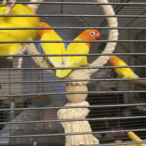 Inseparables 4 Mangues + Cage+ Accessoires