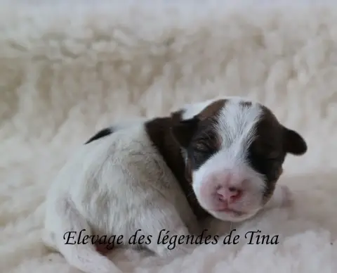 Jack Russell Terrier  Baya Des Légendes De Tina photo 2
