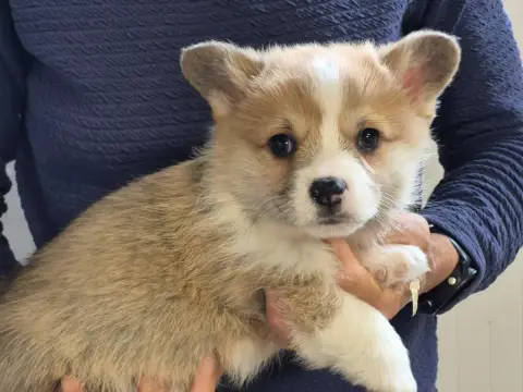 Welsh Corgi Pembroke  B... De Paline