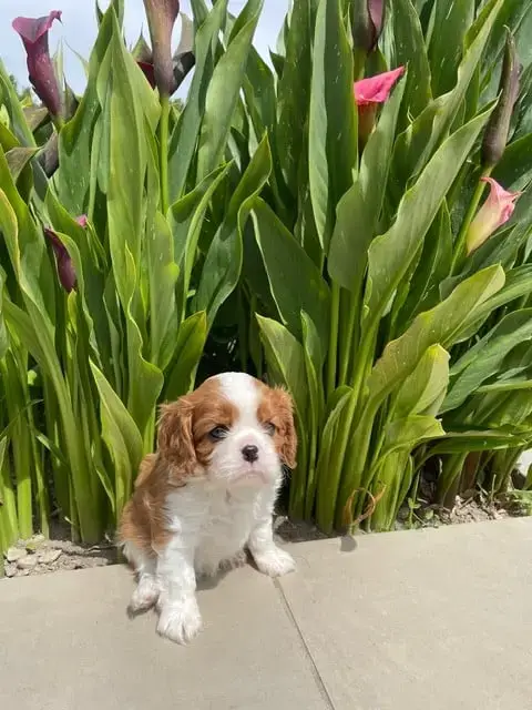 Cavalier King Charles Spaniel  Baloo Des Lutins Malin 228bb