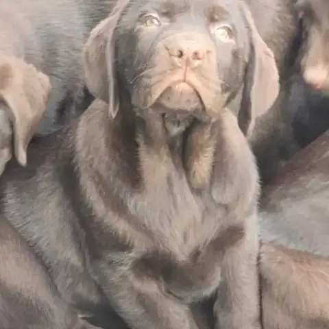 Chiot Labrador Retriever