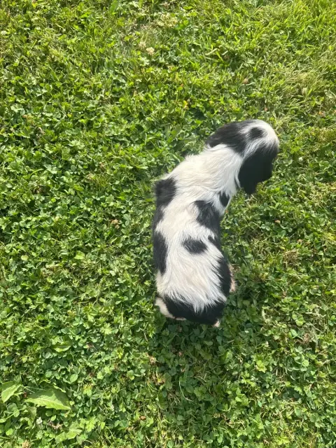 Cavalier King Charles Spaniel  B..... photo 3
