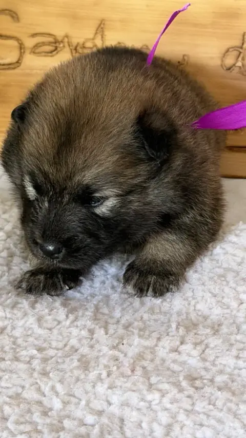 Eurasier  Chiot 1 Des Sables D'Olympe photo 3