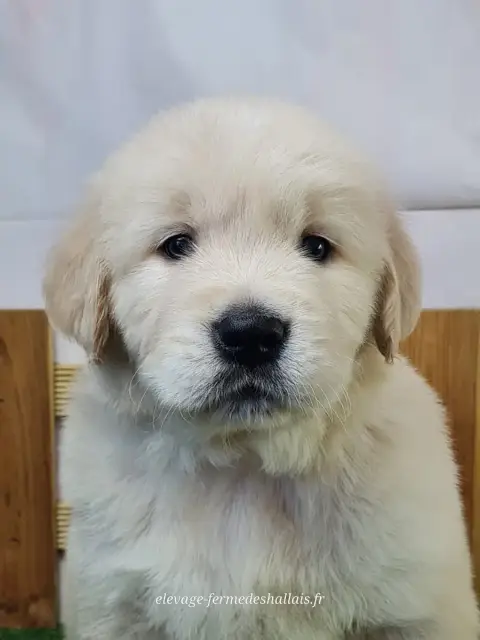 Golden Retriever  Baldur Du Mont De La Chenaie
