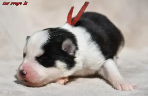 Laika De Iakoutie  Chiot 7 Des Legendes De Retz photo 2