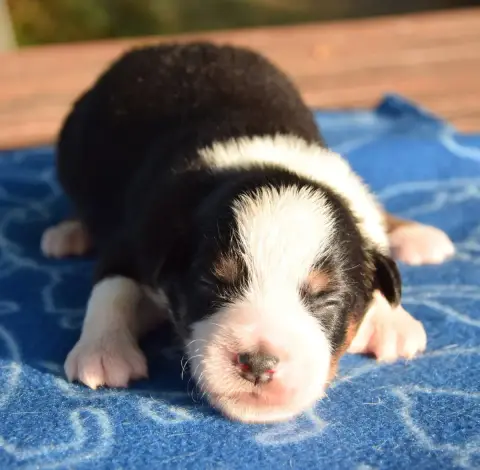 Berger Américain Miniature  Chiot N°2