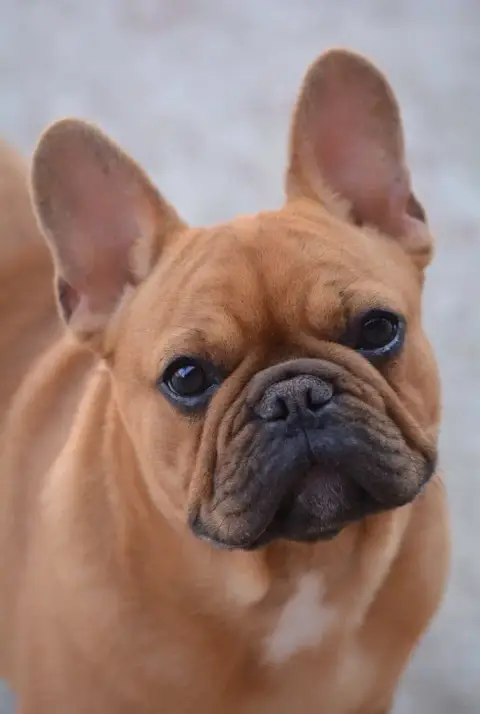 Bouledogue Français  Bella Du Clan Des Hauts De Somme 40c08 photo 2