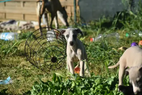 Whippet  Biscuit Meringué Des Milles Folies photo 2
