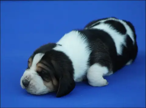 Basset Hound  Chiot 5 De La Flamme Sacrée D'Hestia photo 2