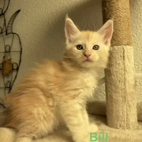 Chatons Mâle Maine Coon Loof