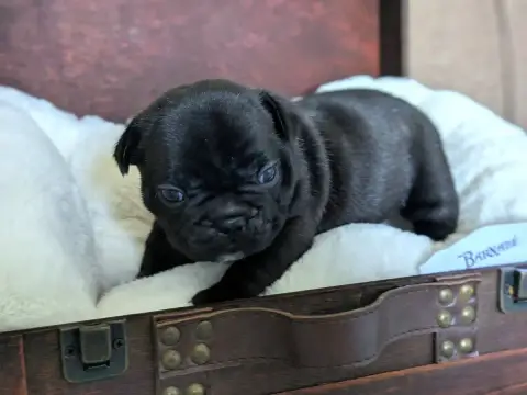 Bouledogue Français  Barnabé photo 2