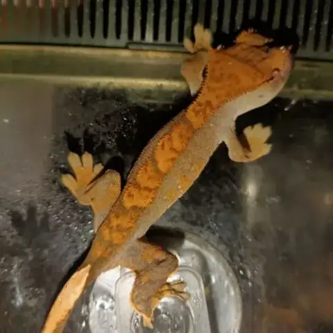Jeunes Geckos Belles Couleurs