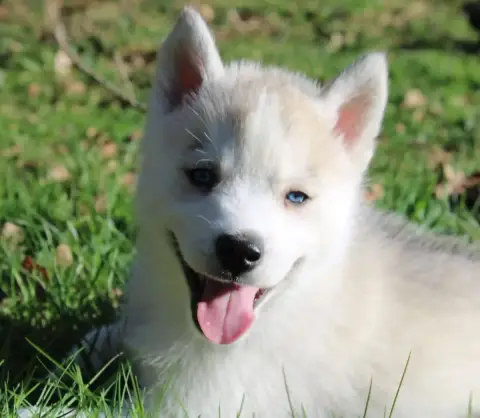 Siberian Husky photo 2