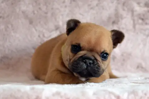 Bouledogue Français  Berlioz Jazz Des Loves Didi